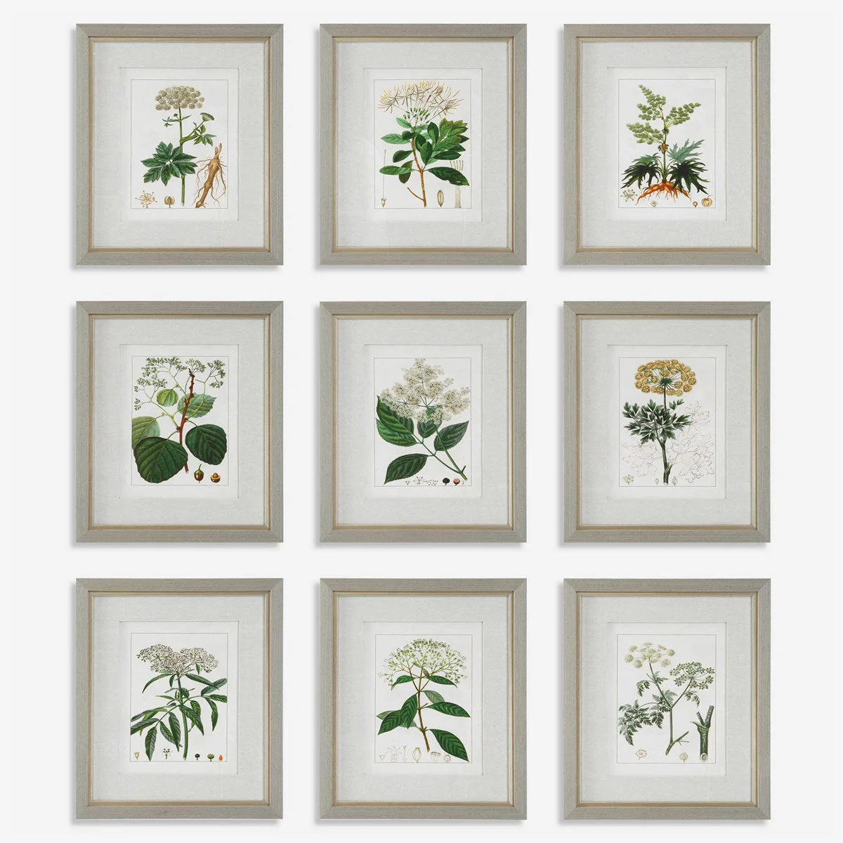 Uttermost Antique Botanicals Set of 9 Framed Prints