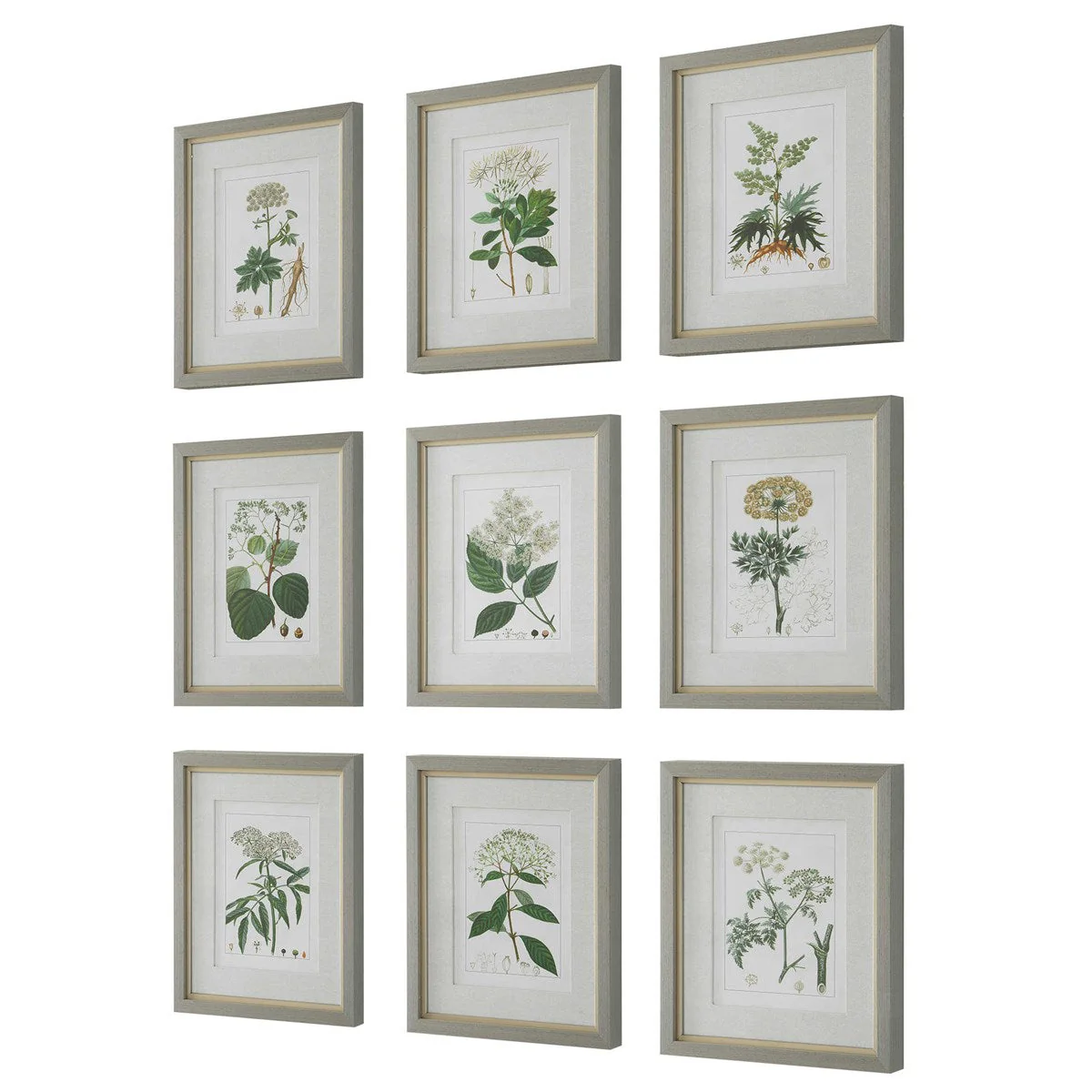 Uttermost Antique Botanicals Set of 9 Framed Prints - Image 4