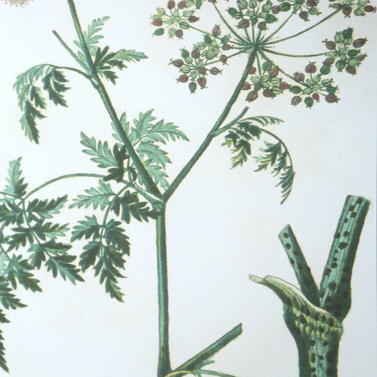 Uttermost Antique Botanicals Set of 9 Framed Prints - Image 6