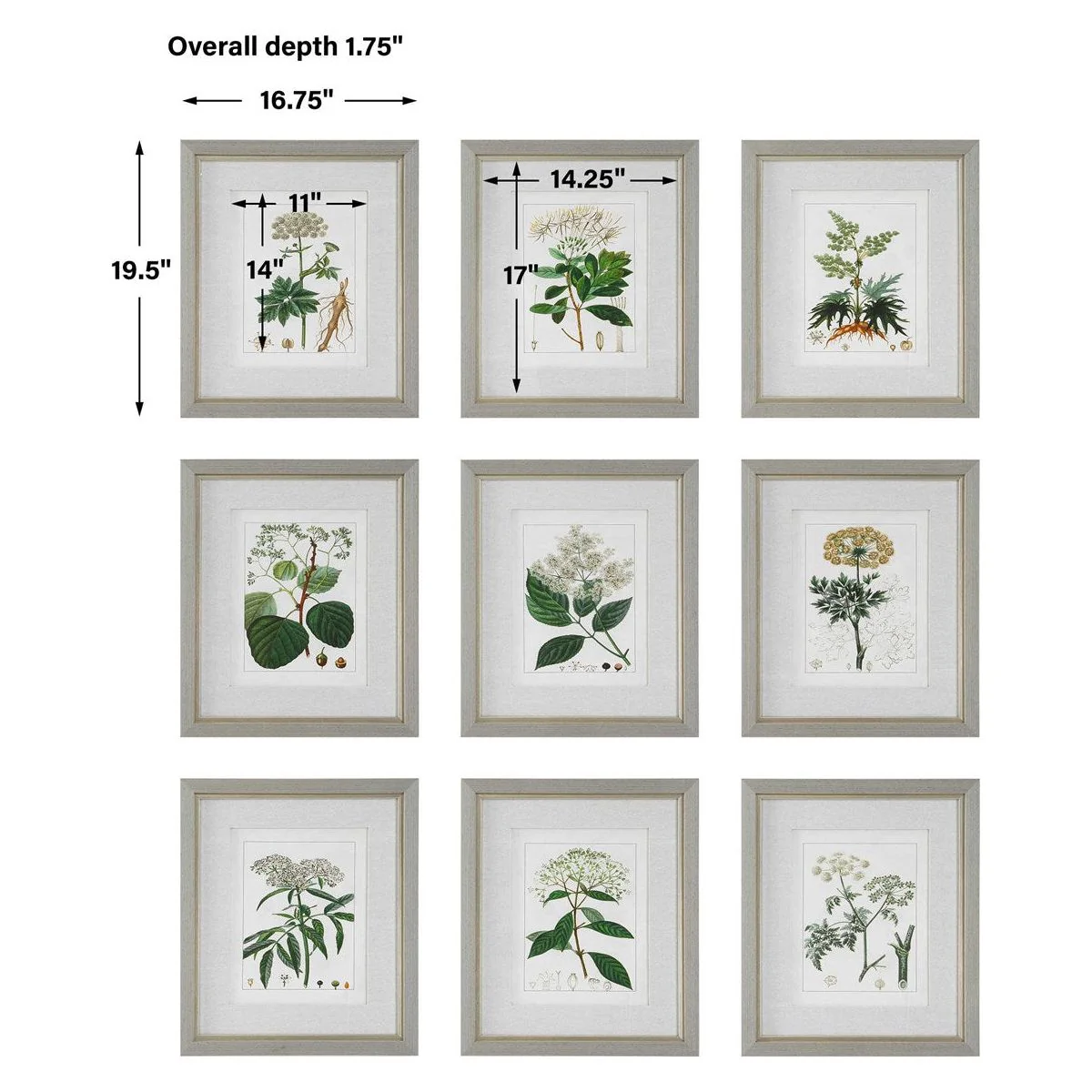Uttermost Antique Botanicals Set of 9 Framed Prints - Image 7