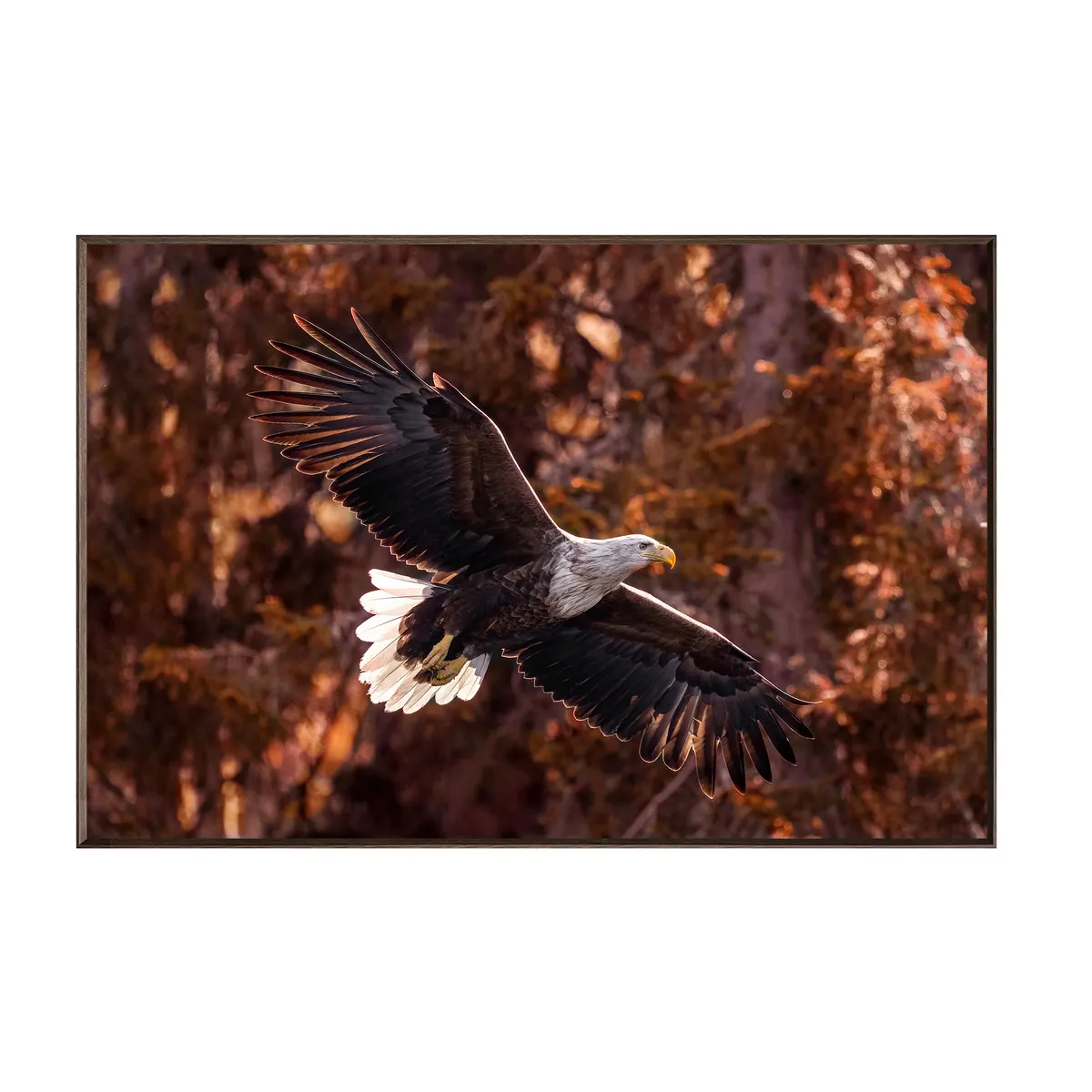 Crestview Collection Wings Of Freedom Wall Art