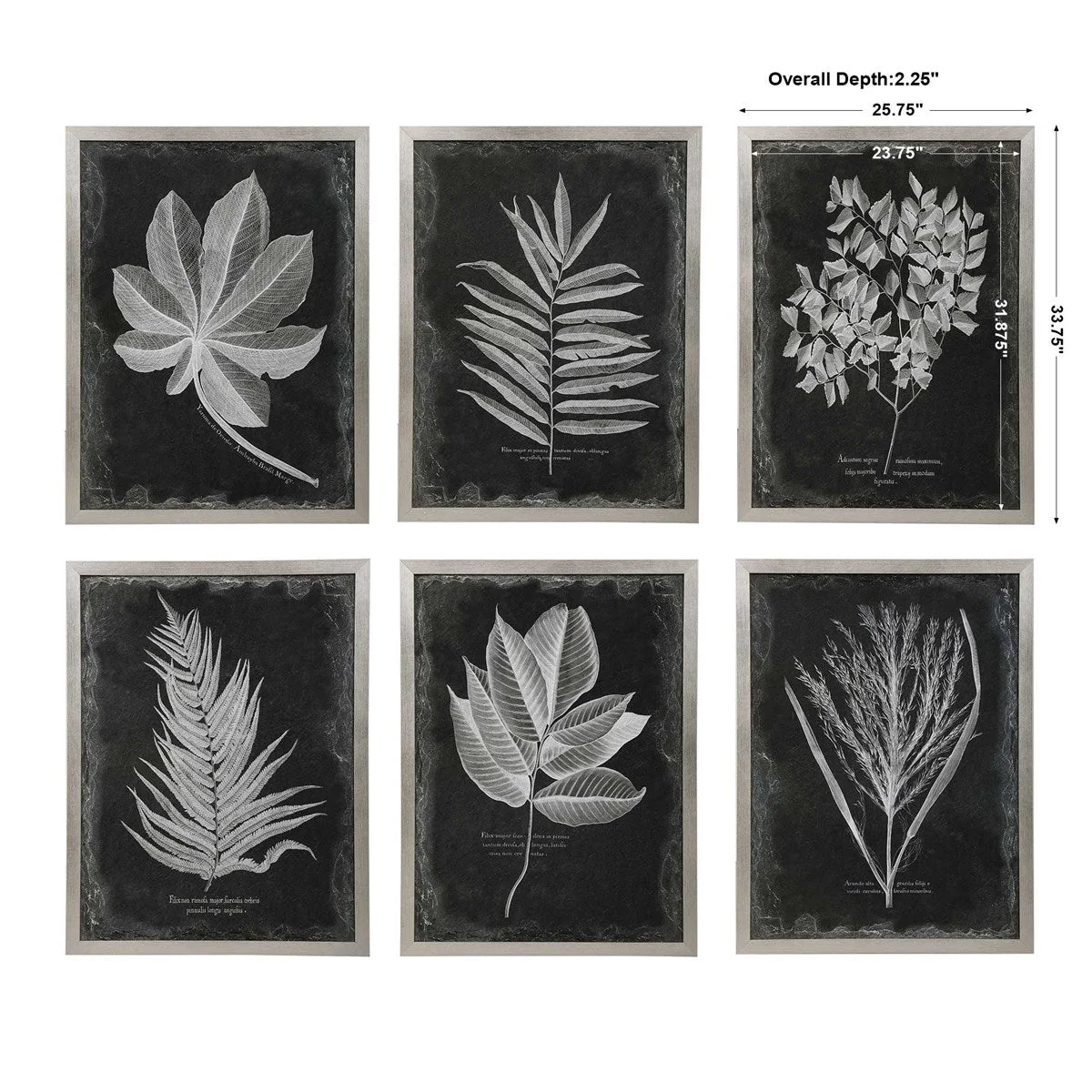 Uttermost Foliage Botanical Black and White Set of 6 Framed Prints - Image 7
