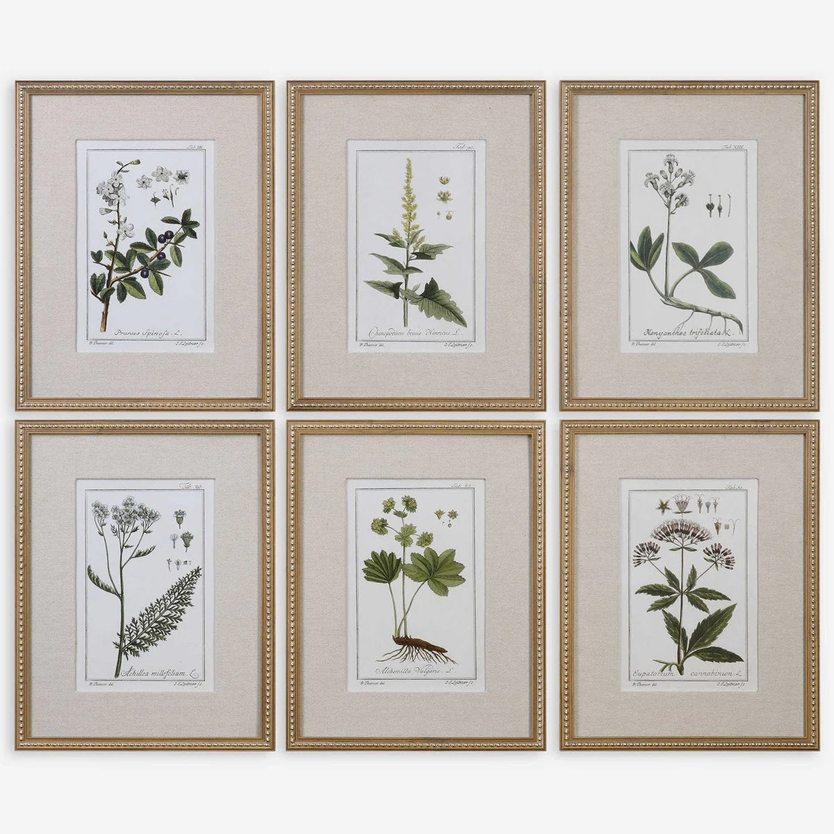 Uttermost Green Floral Botanical Study Set of 6 Framed Prints - Image 2