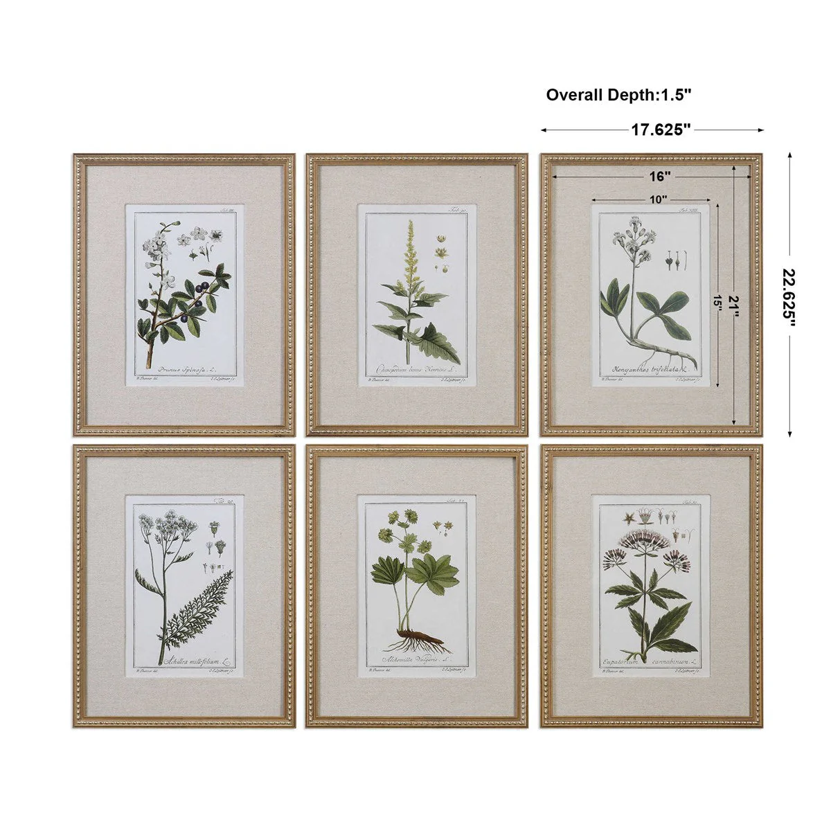 Uttermost Green Floral Botanical Study Set of 6 Framed Prints - Image 3
