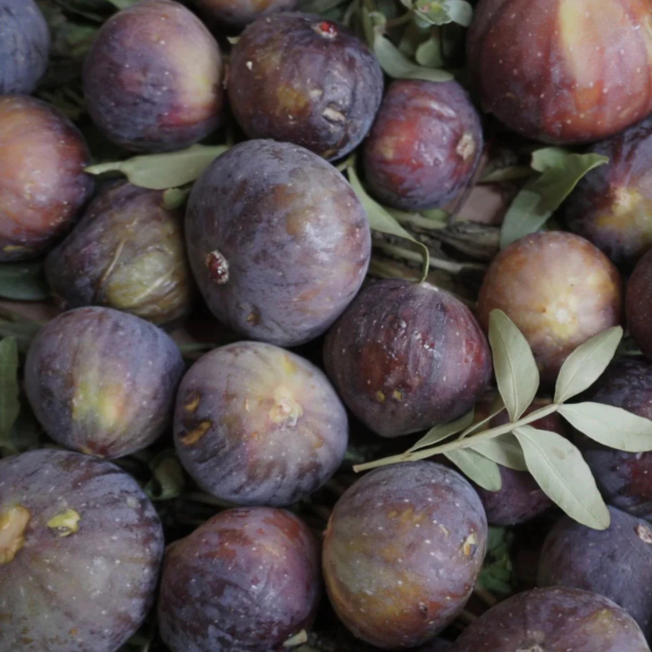 Maison France Luxe x The Laundry Evangelist French Luxury Laundry Detergent ~ Moroccan Fig ~ IN-STORE PURCHASE ONLY - Image 3
