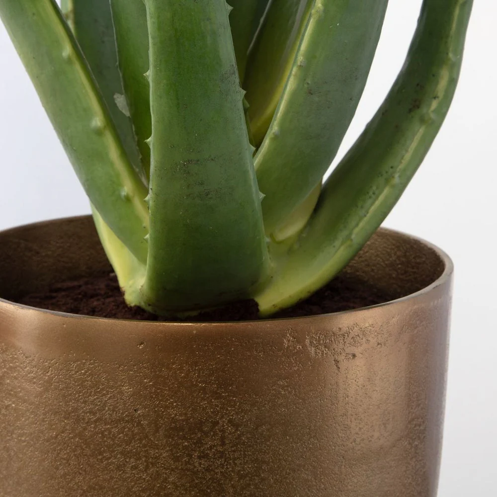 Uttermost Arabia Aloe Planter Botanicals - Image 4