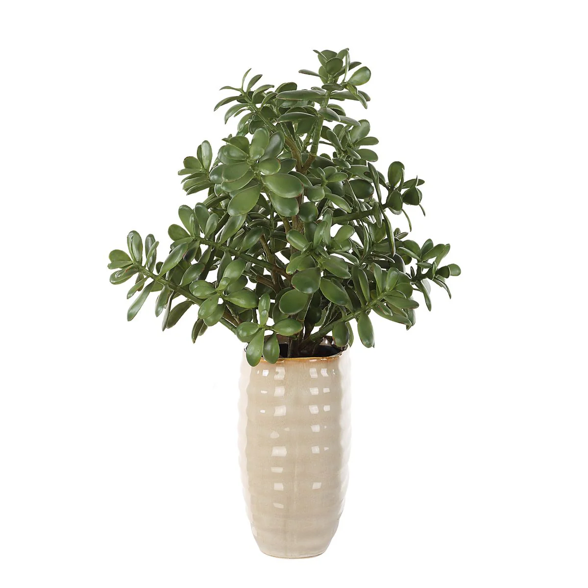 Uttermost Crassula Jade Accent Botanicals - Image 4