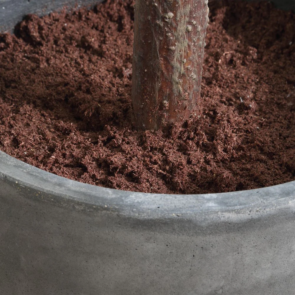 Uttermost Eden Fig Tree In Charcoal Black Concrete Pot - Image 3