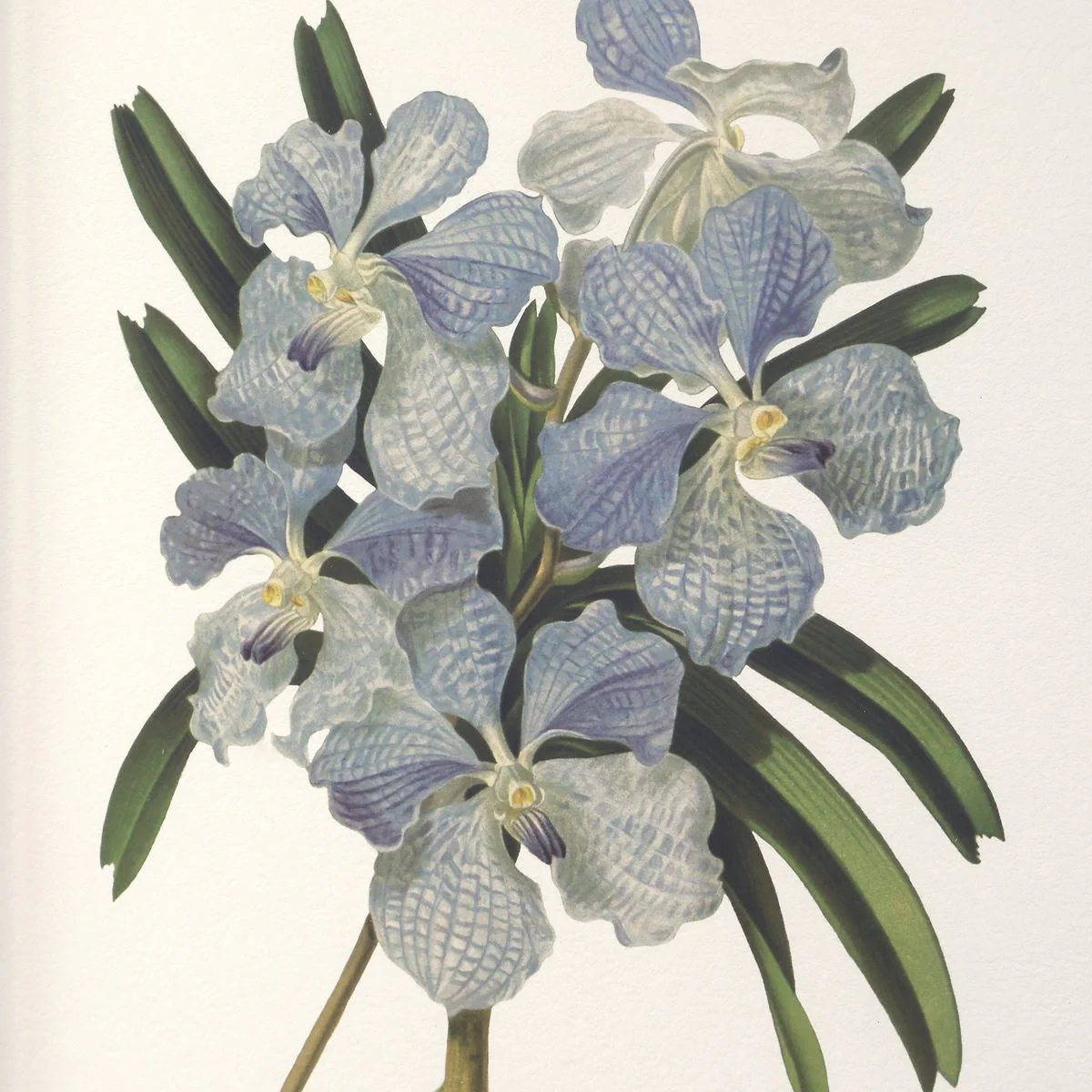 Uttermost Orchid Botanical Framed Prints ~ Set Of 6 - Image 5