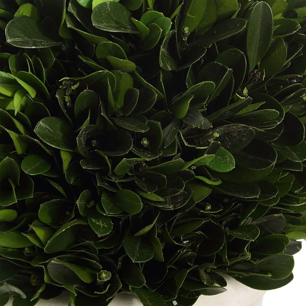Uttermost Preserved Boxwood Domes, Set Of Two Botanicals - Image 3