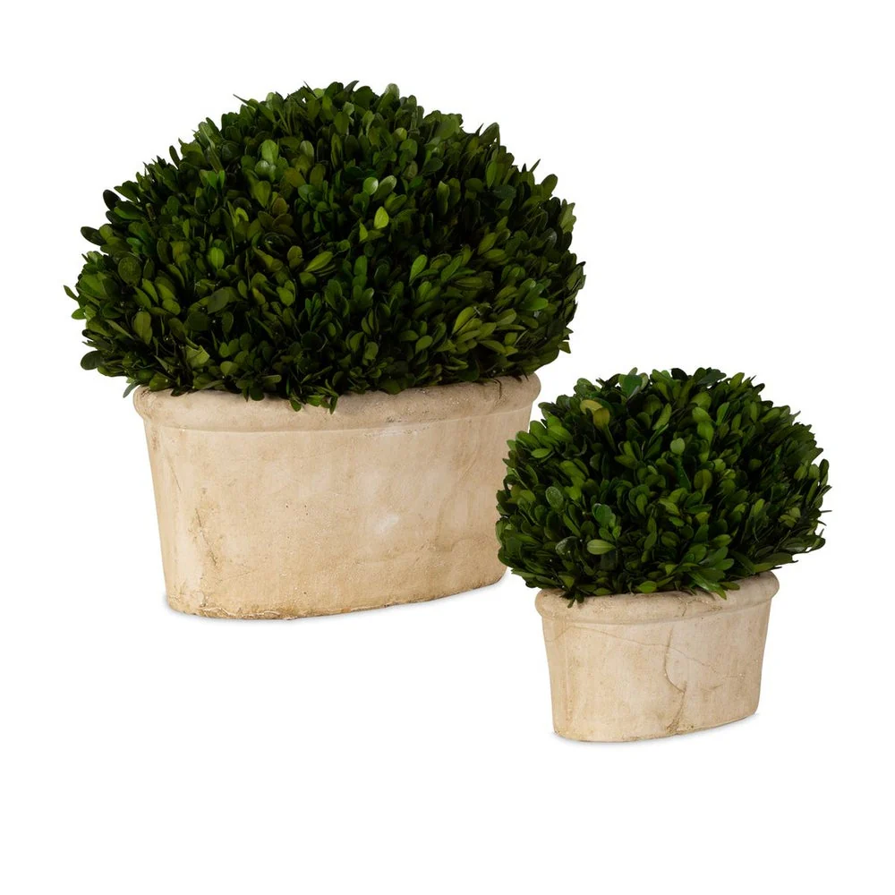Uttermost Preserved Boxwood Oval Domes, Set Of Two Botanicals - Image 2