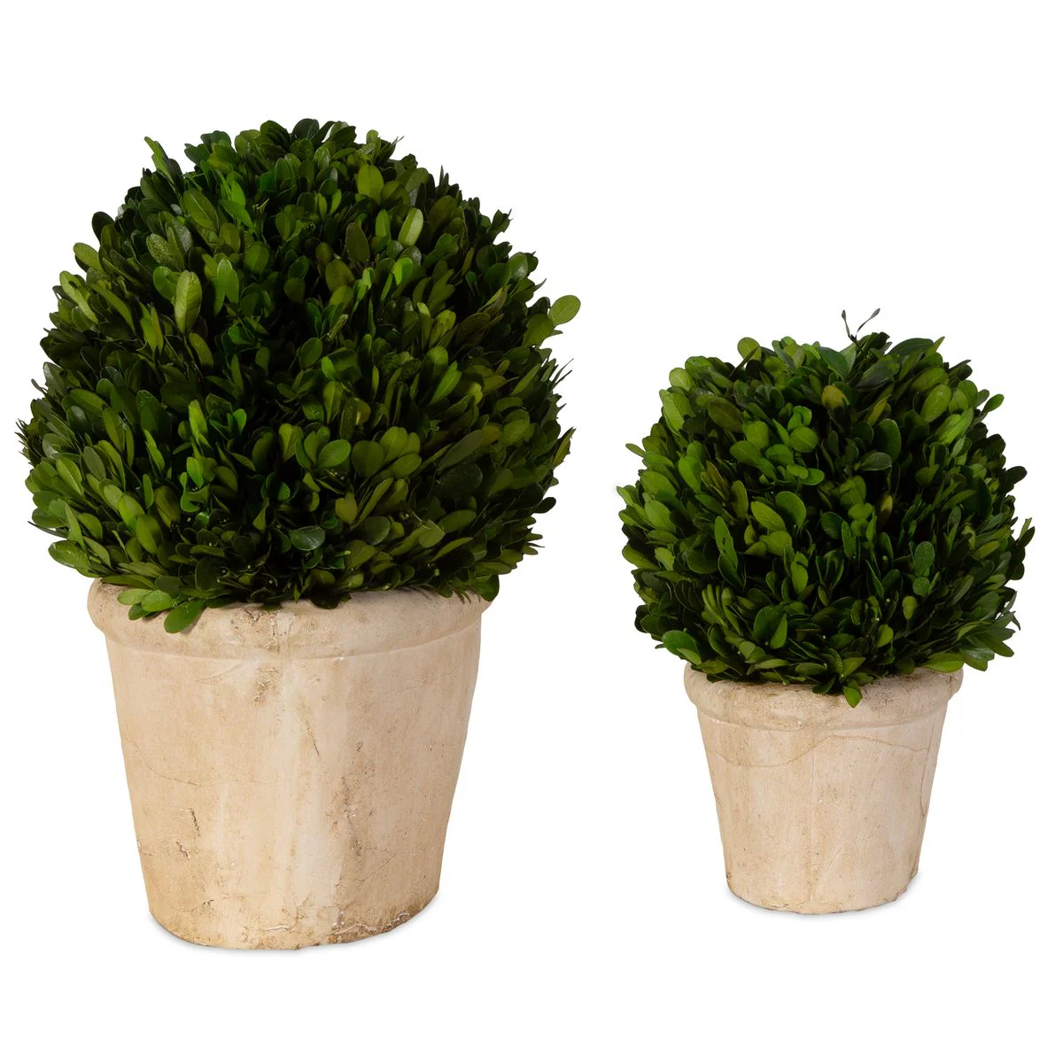 Uttermost Preserved Boxwood Oval Domes, Set Of Two Botanicals - Image 3