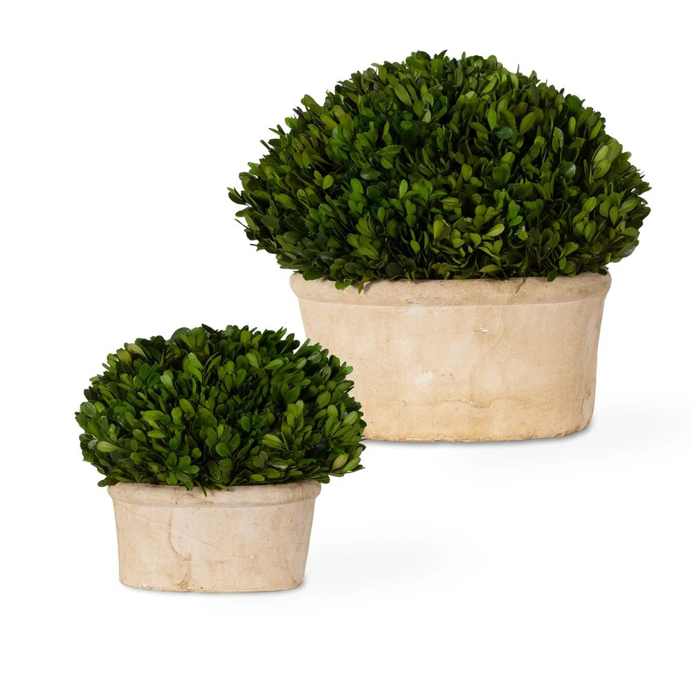 Uttermost Preserved Boxwood Oval Domes, Set Of Two Botanicals - Image 6