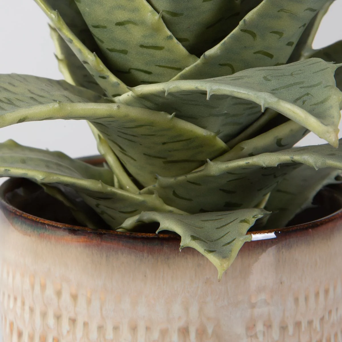 Uttermost Seaside Succulents, Set Of Two  Botanicals - Image 4