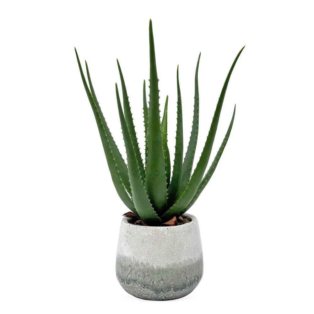 Uttermost Veranda Aloe Accent ~ Indoor And Outdoor Use